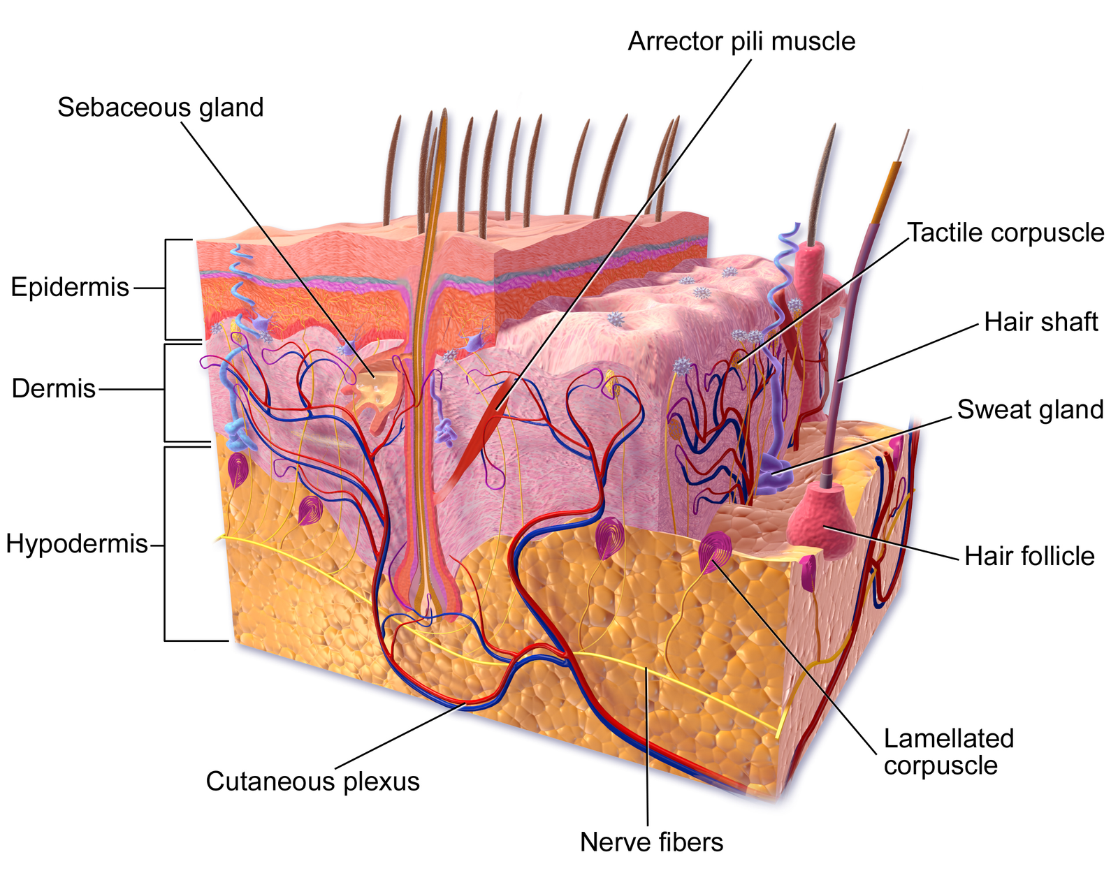 Labeled illustration of a skin cross-section showing the epidermis, dermis and hypodermis with hair follicles and glands
